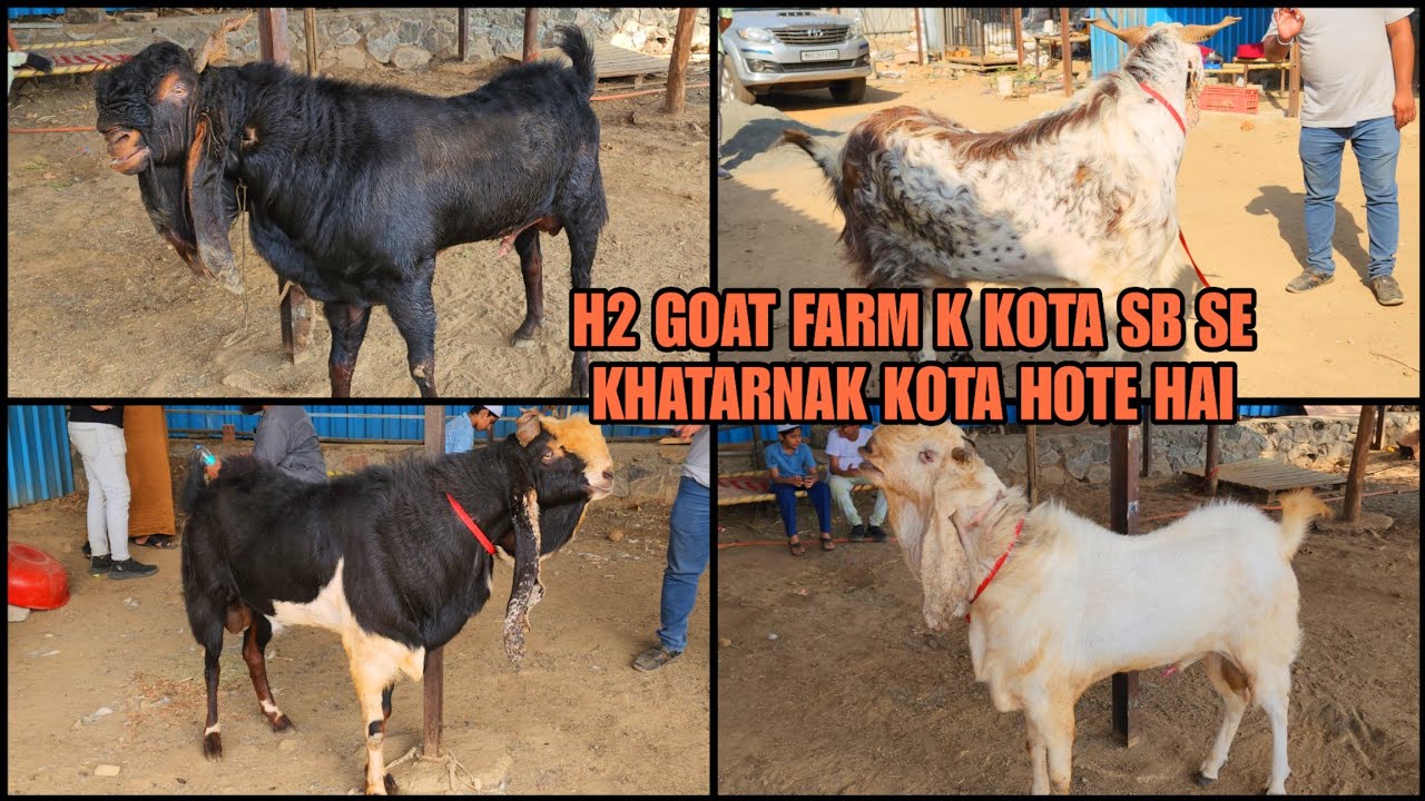 H2 Goat Farm K Kota Sb Se Khatarnak Or Khubsurat Kota hote Hai Bhiwandi Padgha