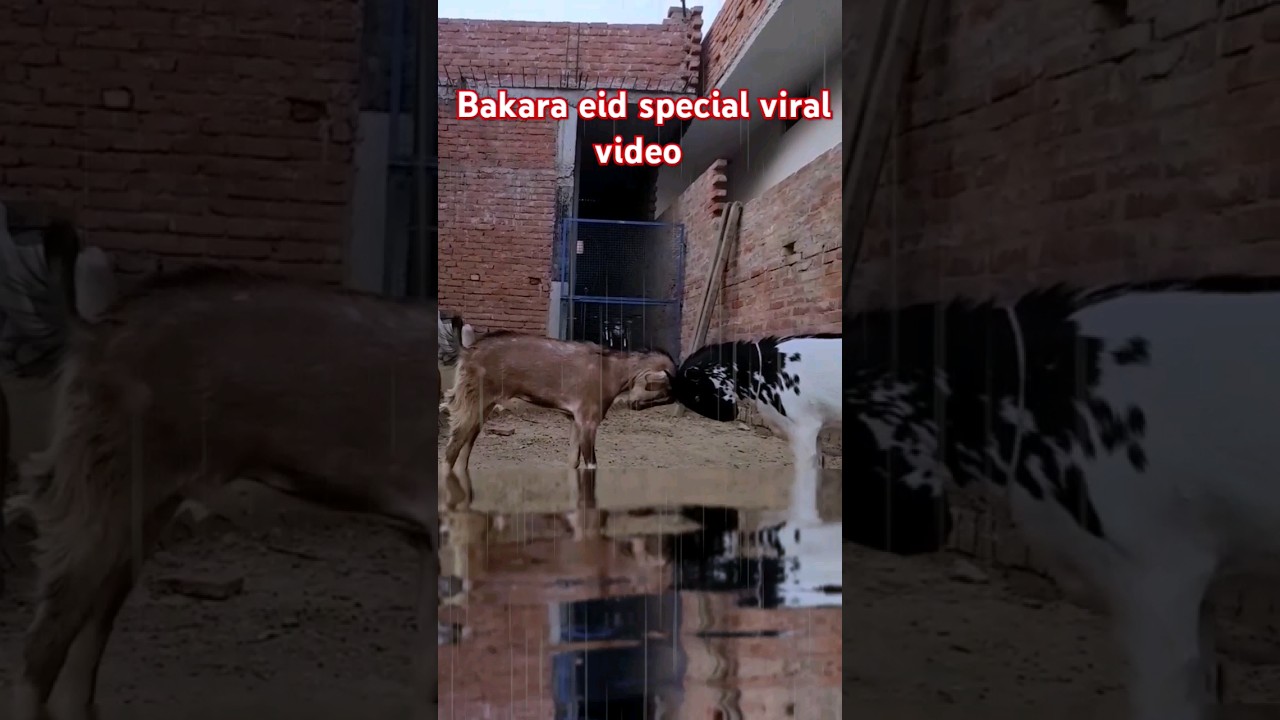 bakraeid special viral video #goat #amazingfacts #animals #cow #fact #shortsviral #2024 #bakraeid