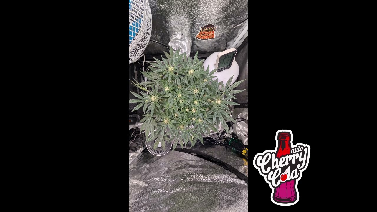 Fast Buds Cherry Cola Auto Timelapse- Spider Farmer SF1000D - 39g dry