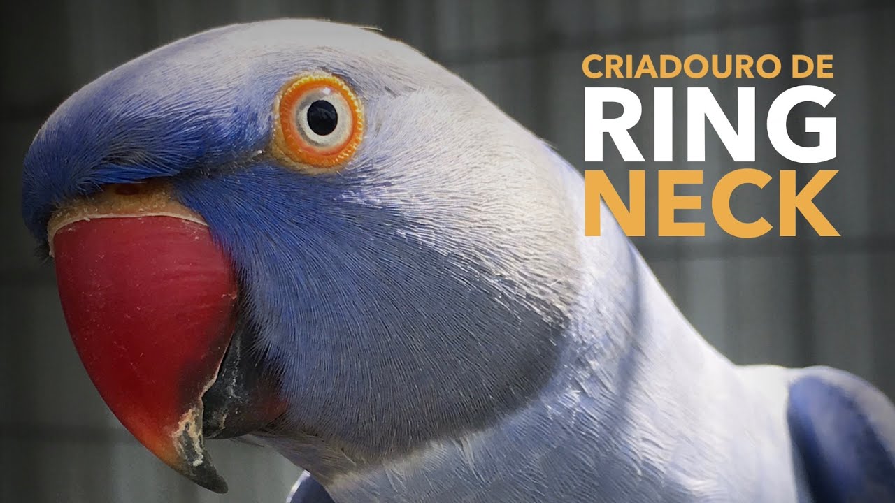 Criadouro de RING NECK e outros Psitacídeos | Criação de aves exóticas