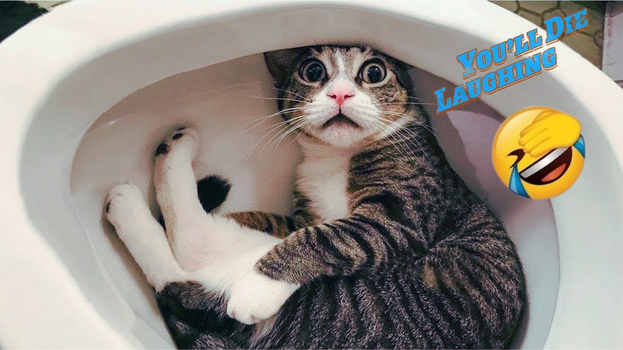 WARNING ⚠️ Non-Stop Laughs 😂 | Ultimate Animal Fails
