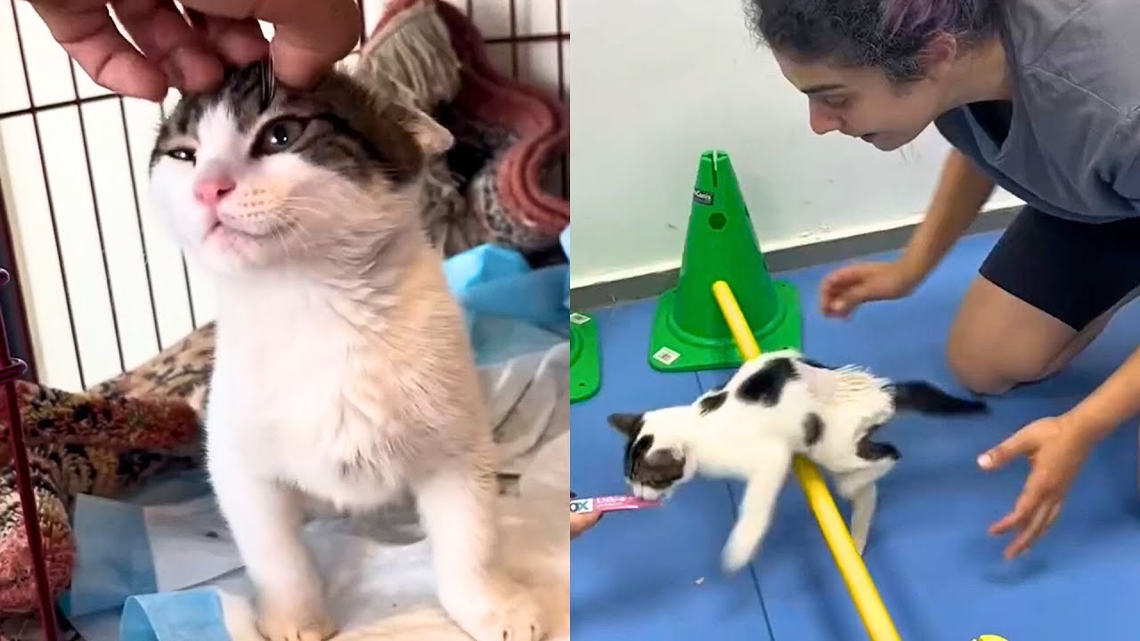 Paralysed Cat Shocks Owner When He Learns To Walk Again 🥰