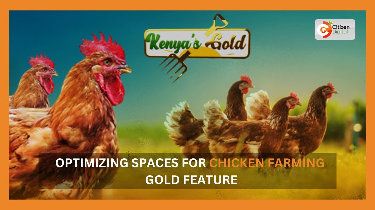 | Kenya’s Gold | Optimizing spaces for chicken farming – Gold Feature