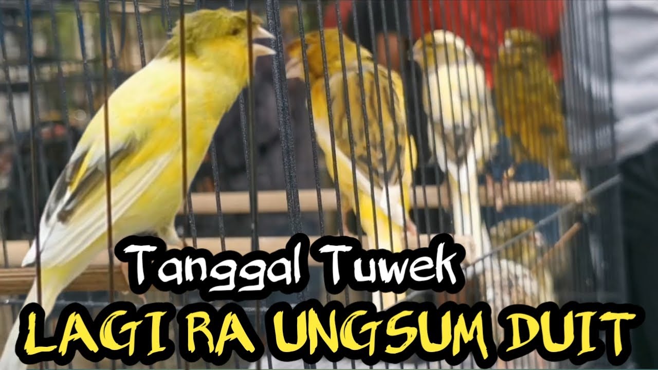 TANGGAL TUAA KESEMPATAN HUNTING HARGA KENARI MIRING