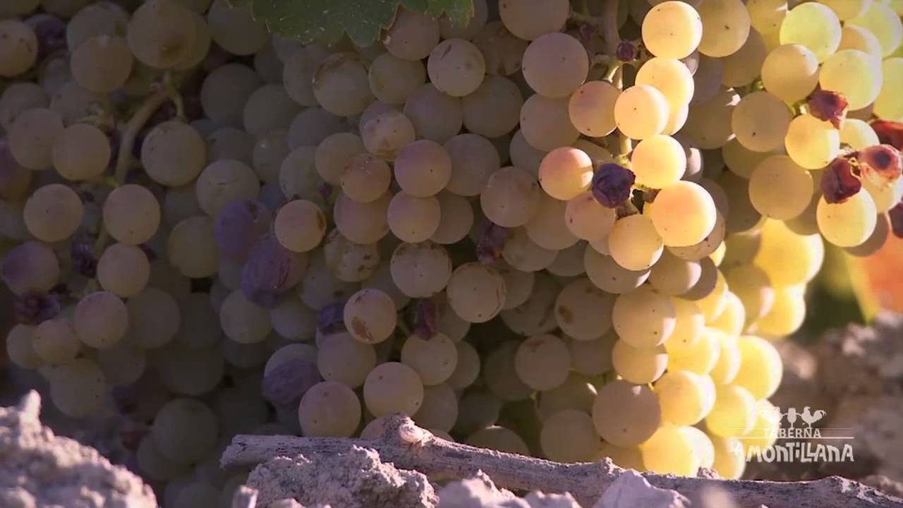 Conoce la D.O. Montilla-Moriles