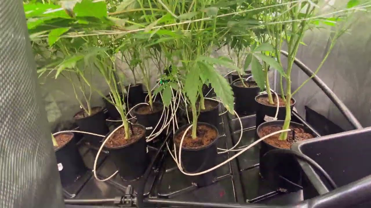 Day 14 of Flower | LA Kush Cake & Sunset Sherbet