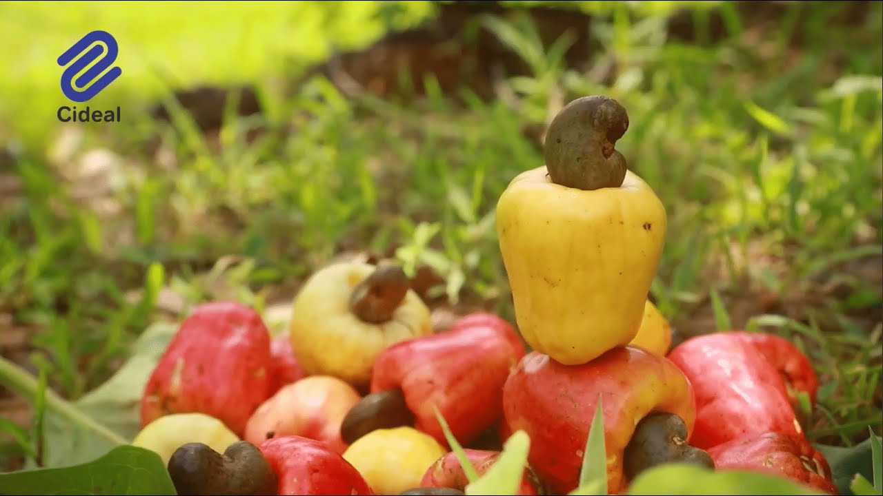 FONDATION CIDEAL - FILM INSTITUTIONNEL SUR LA TRANSFORMATION DE LA POMME D'ANACARDE