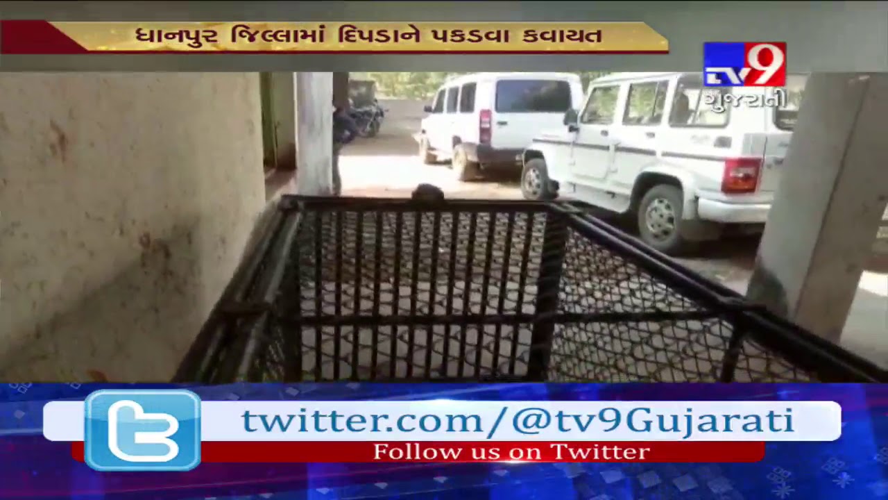 Dahod: Folding cage brought at Dhanpur village to catch maneating leopard- Tv9