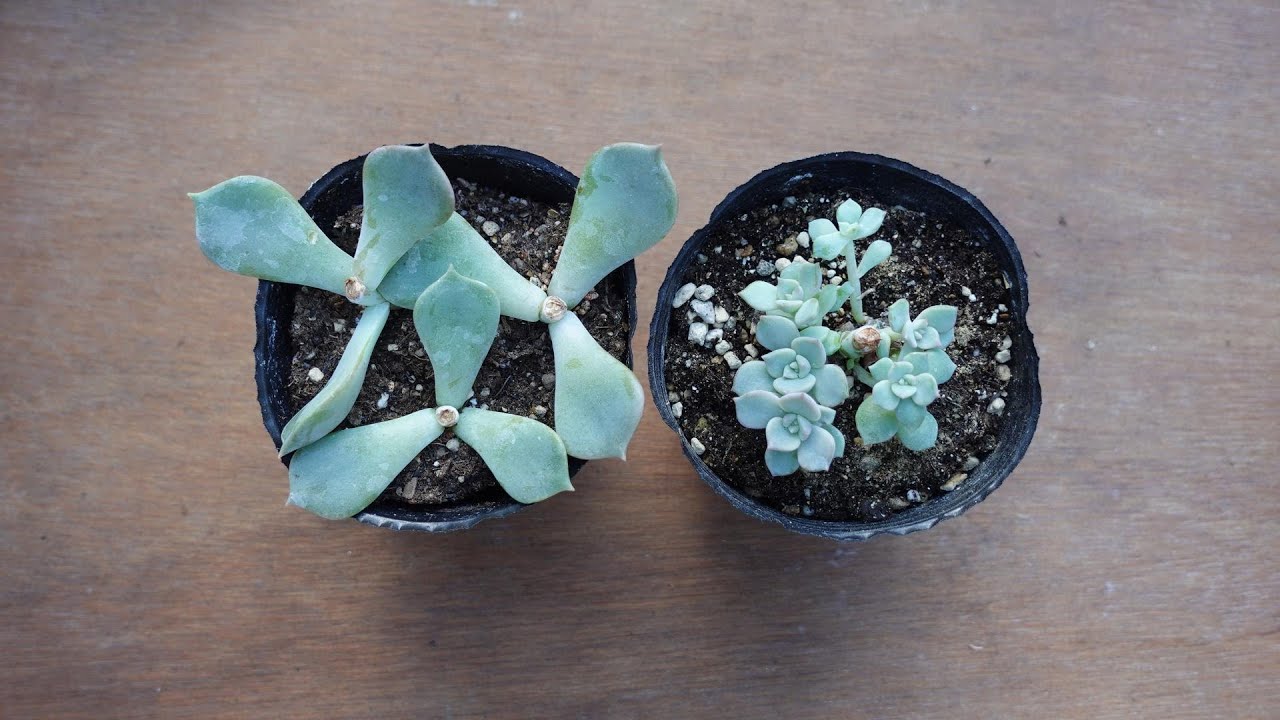 #84【切れば切るほど増える？】今なら胴切りでモリモリ。多肉植物。