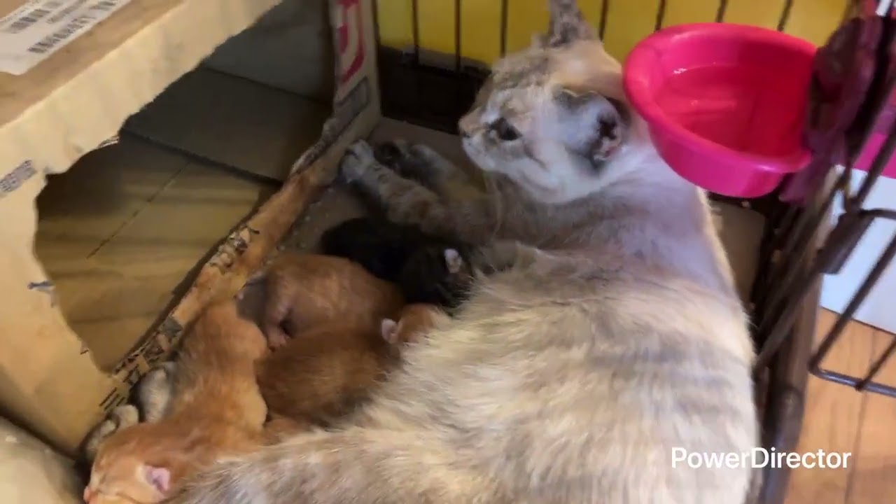 生まれたての奇跡✨シナモン母さんと4匹の子猫たち【2年4か月前の思い出】