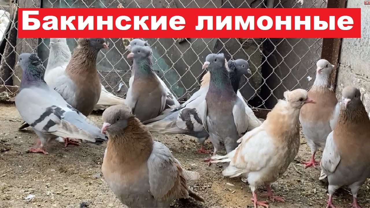 Бакинские лимонные и молоканы. Николаевские голуби. Гон голубей на весенний праздник.