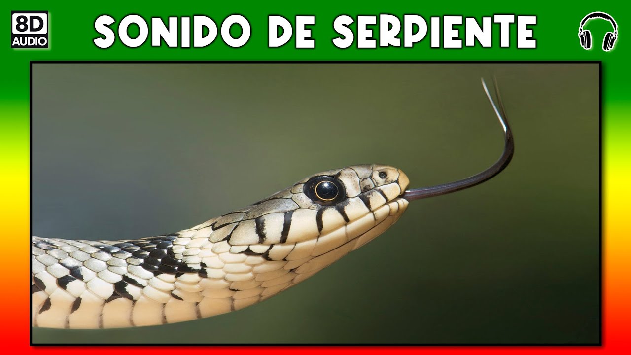 SONIDO DE SERPIENTE 🐍