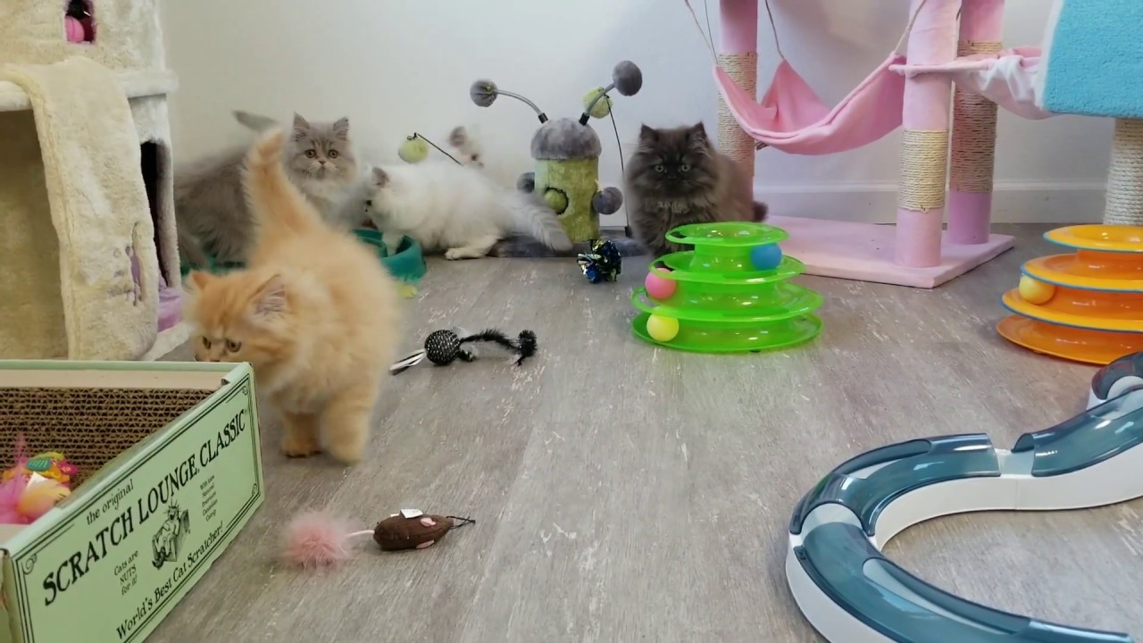 Doll Face Persian Kittens Class Clown Line - Persiankittens.com