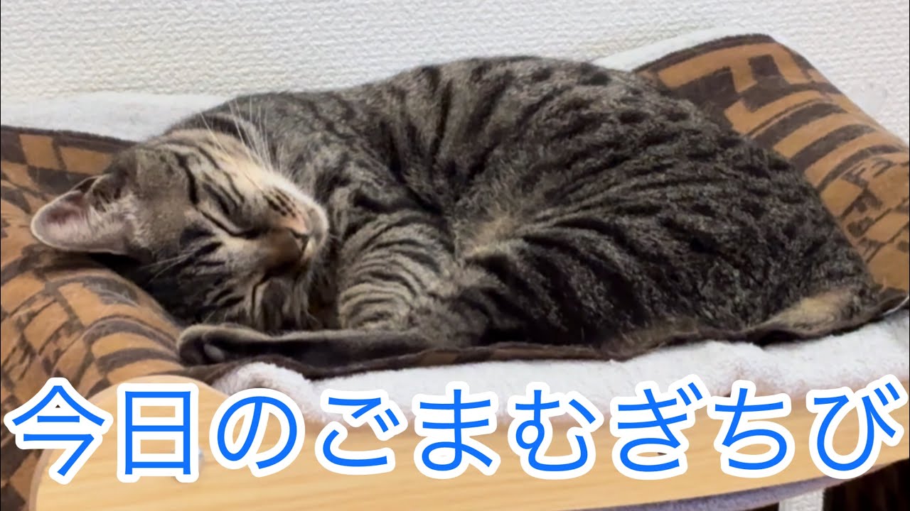 今日のごまむぎちび🐱