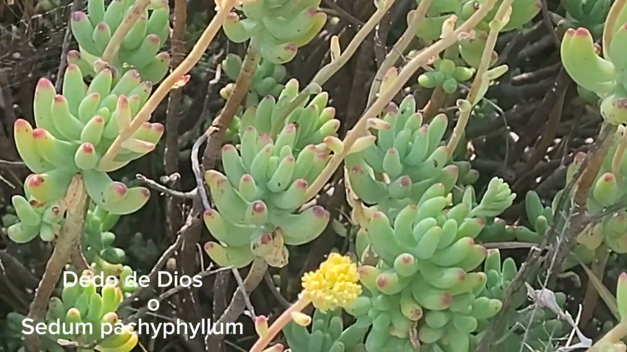 DEDOS DE DIOS, PLANTA MÍSTICA, CAMBIA DE COLOR CON EL SOL 🌞 