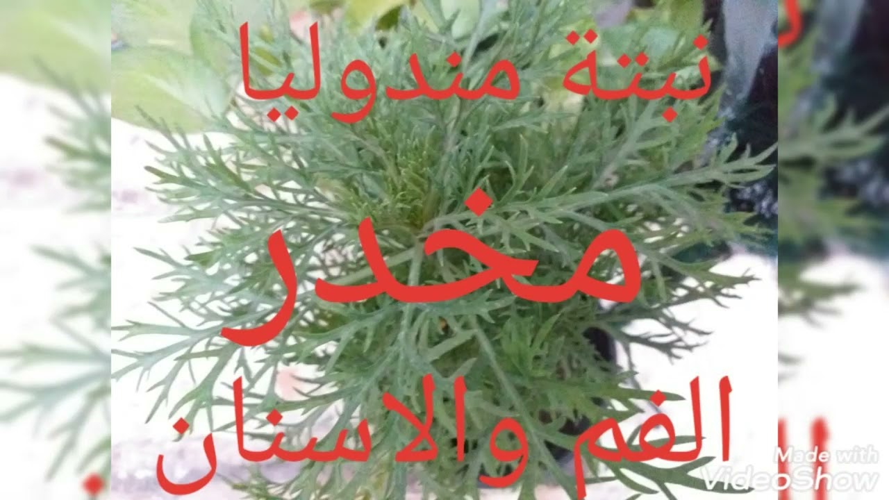 نبات مخدر موضعى