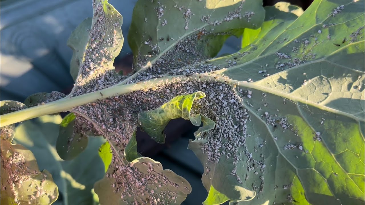 Pest central | dealing with or ignoring pests and diseases