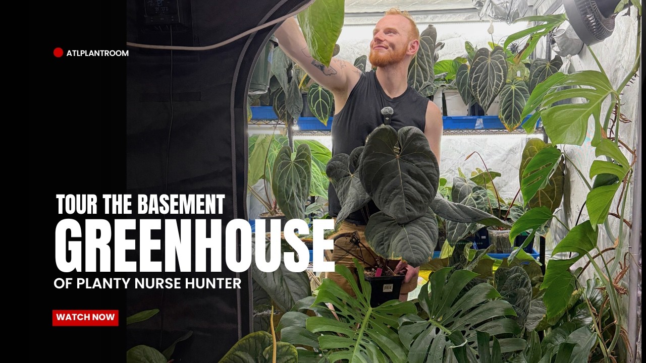 Exclusive Access: Hunter's Jungle Basement Filled with Anthurium