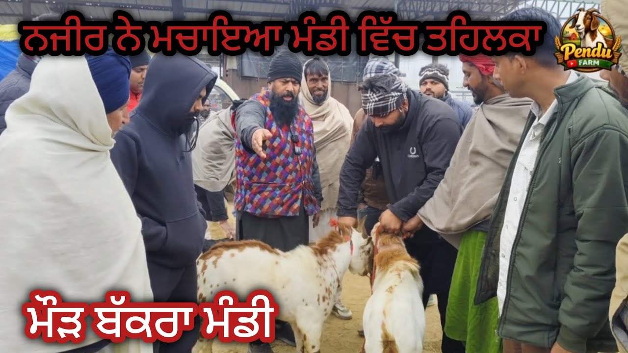ਨਜ਼ੀਰ ਨੇ ਮਚਾਇਆ ਮੰਡੀ ਵਿੱਚ ਤਹਿਲਕਾ Maur Bakra Mandi #goatfarming #rajudirba #najir #farming #bakramandi