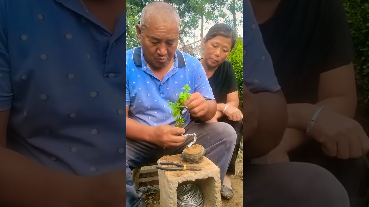 Excellent Skill Wiring a Bonsai Tree @HappyFarm85 #satisfying #shorts