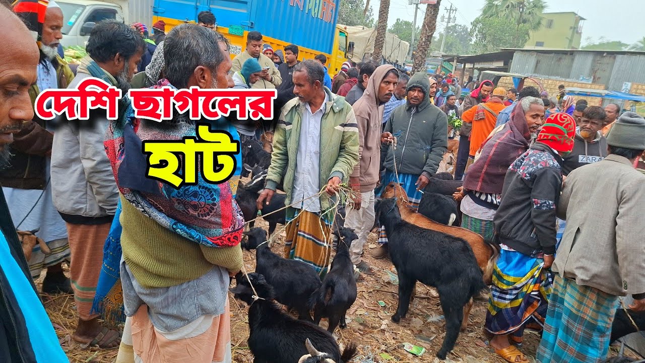 শিতে দেশি ছাগলের বিখ্যাত হাট নকলা বাইপাস | goat market price in nakla Sherpur 