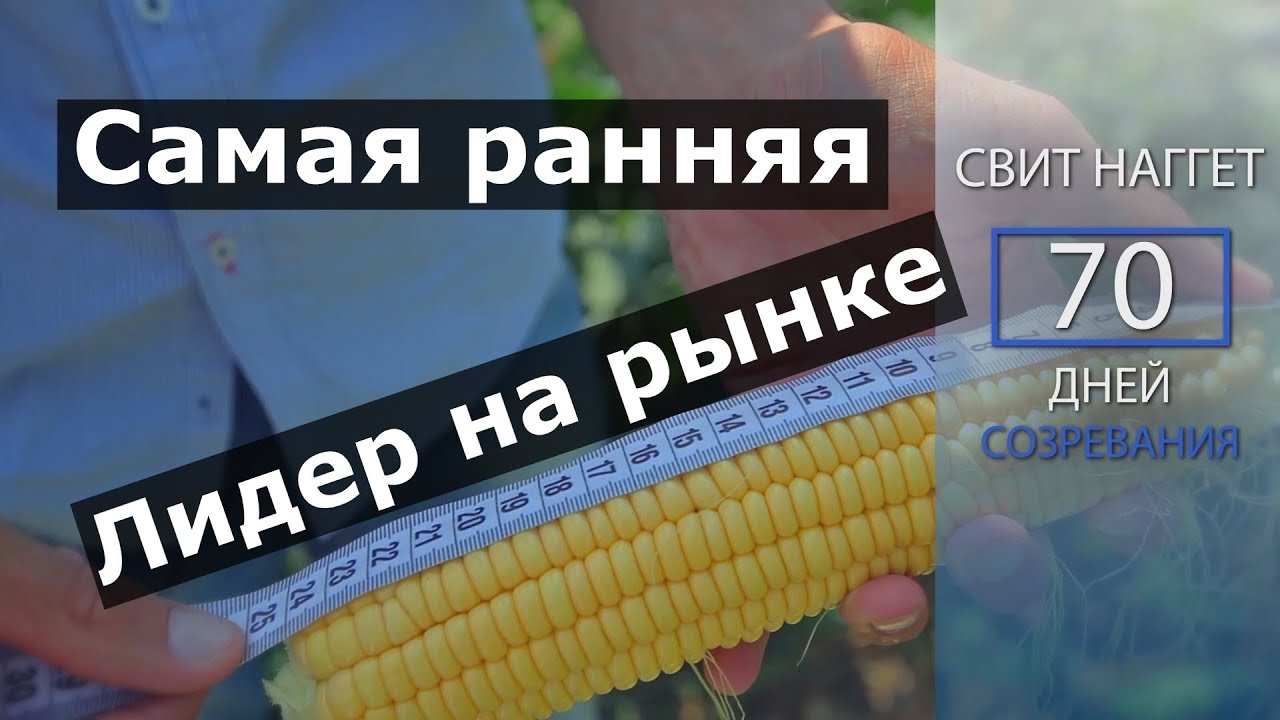 Самая ранняя сладкая кукуруза. Свит Наггет F1. Лидер на рынке кукуруз.