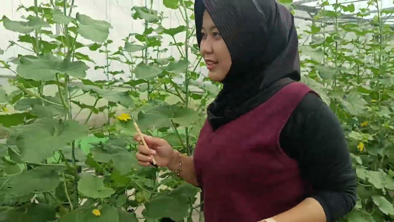 Part 2 greenhouse melon masa polinasi 