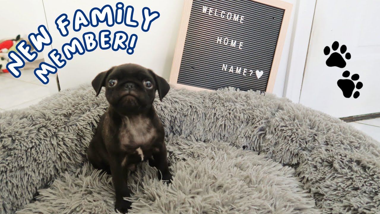 Picking up our new black pug puppy! Also name reveal! 🐾