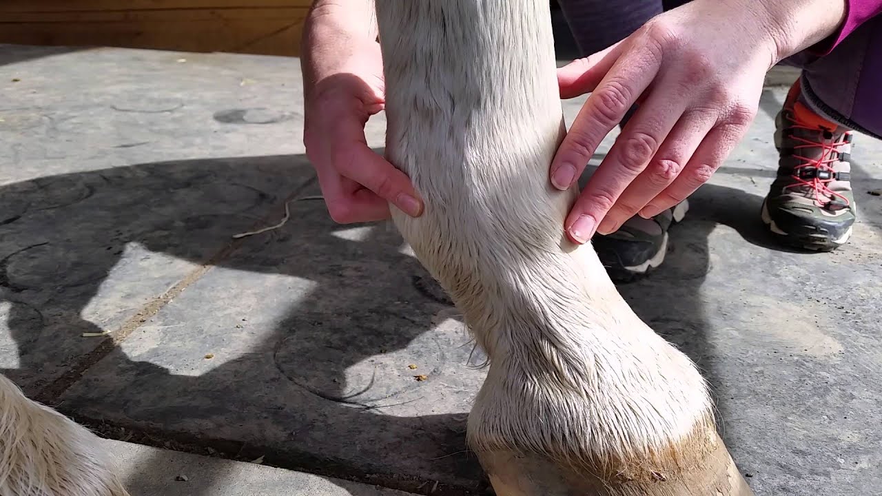 How to find your horse's digital pulse