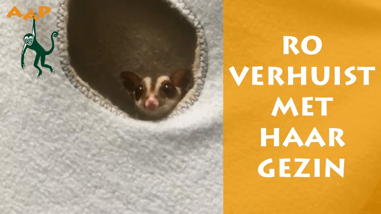 Verhuizing suikereekhoorn Ro - Stichting AAP