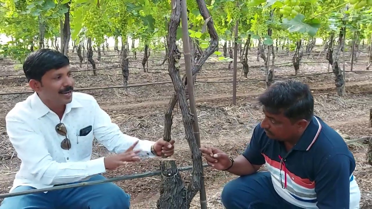 Soil Charger Tech. शेतकरी मराठी असो की “ कन्नड “ रिझल्ट सेम टू सेम ‼️SCT 🍇 grapes are excellent 👏