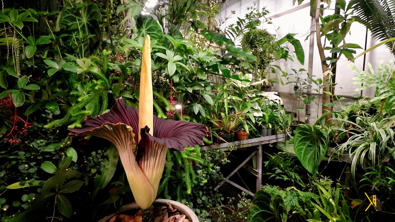 Corpse flower blooms for first time at San Francisco State University