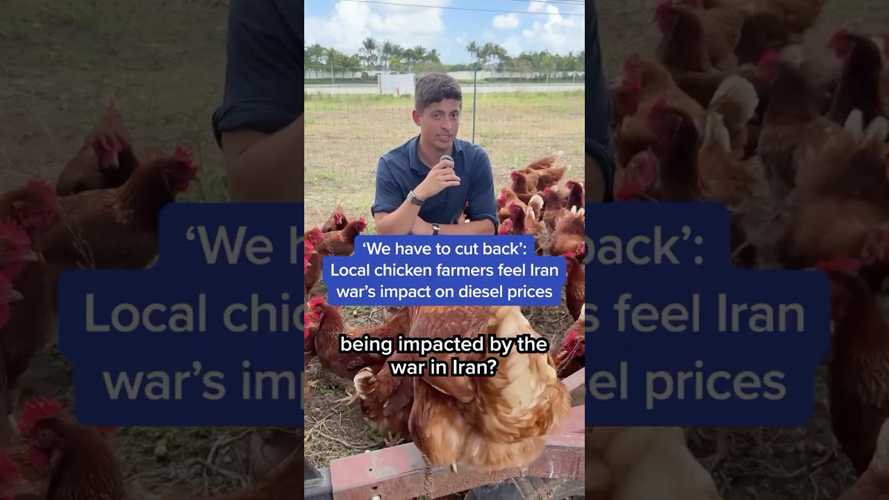 'We have to cut back': Local chicken farmers feel Iran war's impact on diesel prices