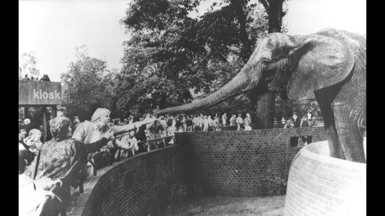 Elephant Free-UK (Pole Pole)