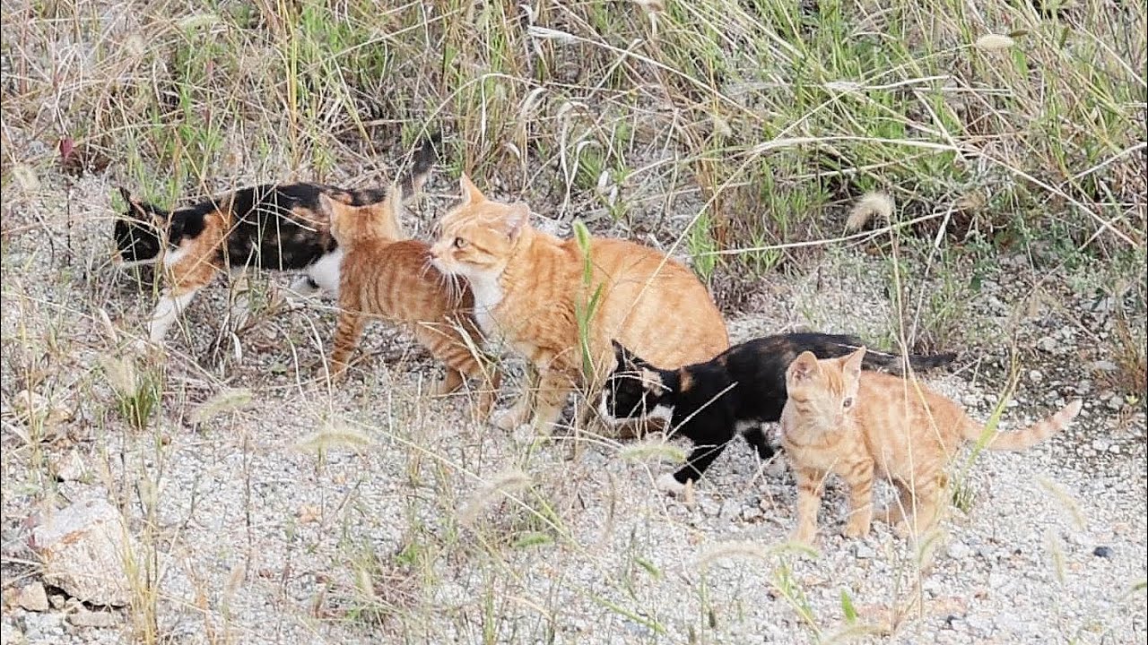 野良猫が子猫を育てるには人間からのご飯なしではできません