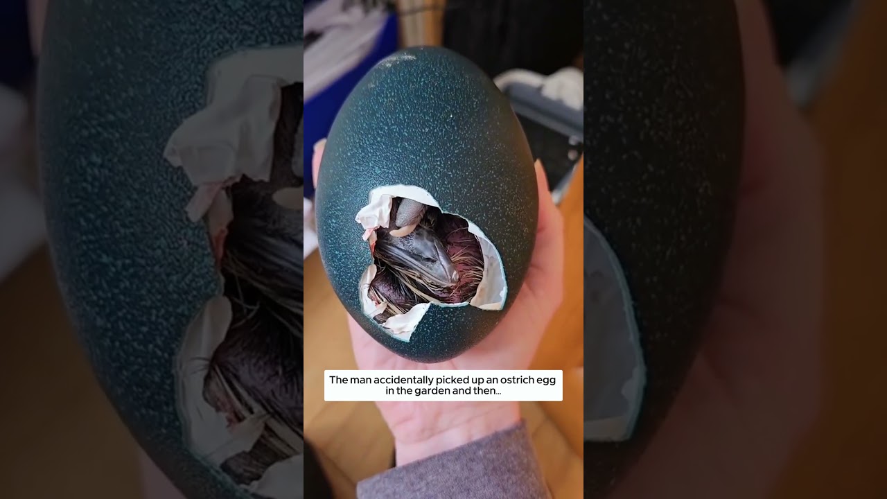 The man accidentally picked up an emu egg in the garden and then. #animalshorts
