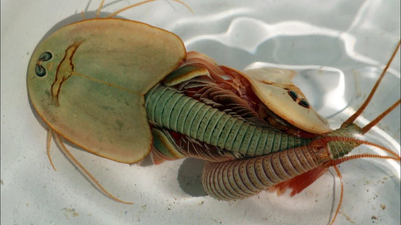 Dinosaur Shrimp - Animal of the Week