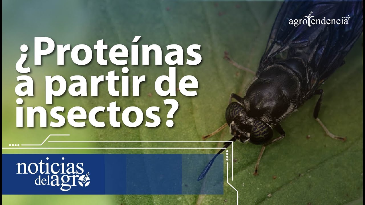 MOSCA SOLDADO NEGRA ¿Cómo producen alimentos a partir de este insecto?