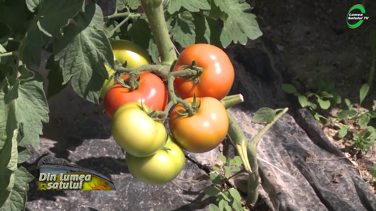 Sfaturi practice pentru cultura de tomate în solarii