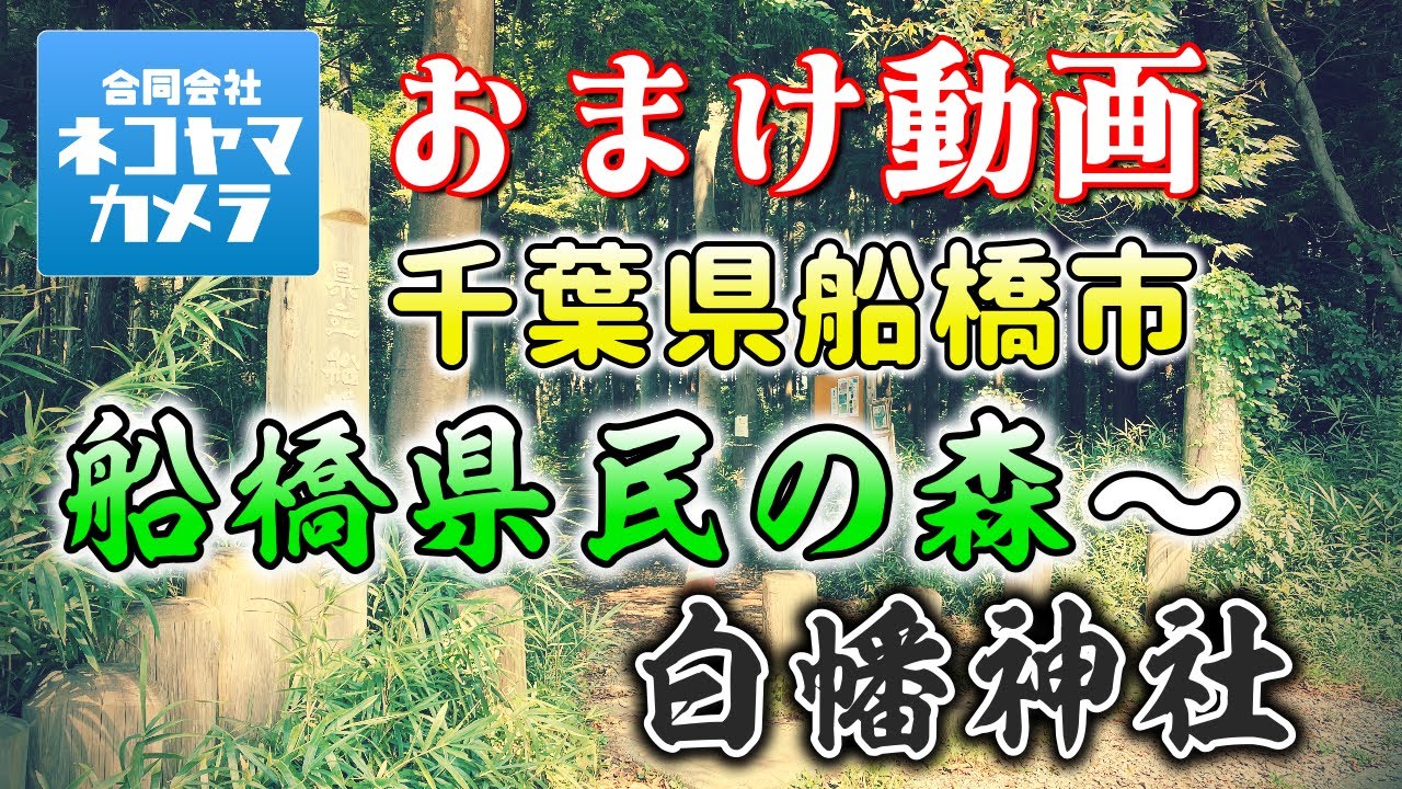 【千葉ちょこっと散歩】残暑厳しい季節ですが、千葉県立船橋県民の森＆白幡神社を歩いてきたよ！千葉県船橋市　#千葉県 #船橋市 #県民の森