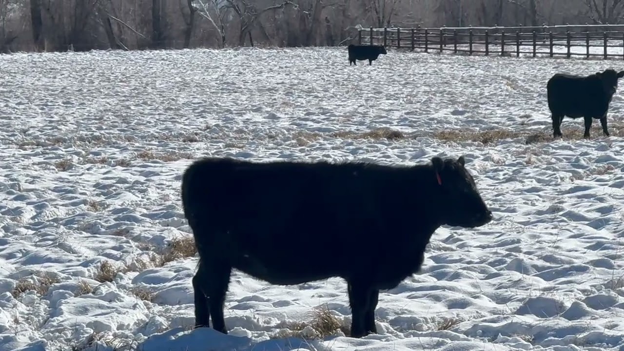 Herd Quitter® Minute - Paradigm Shift