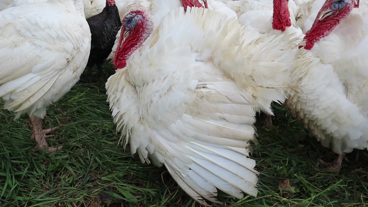 Turkeys Strutting On Pasture