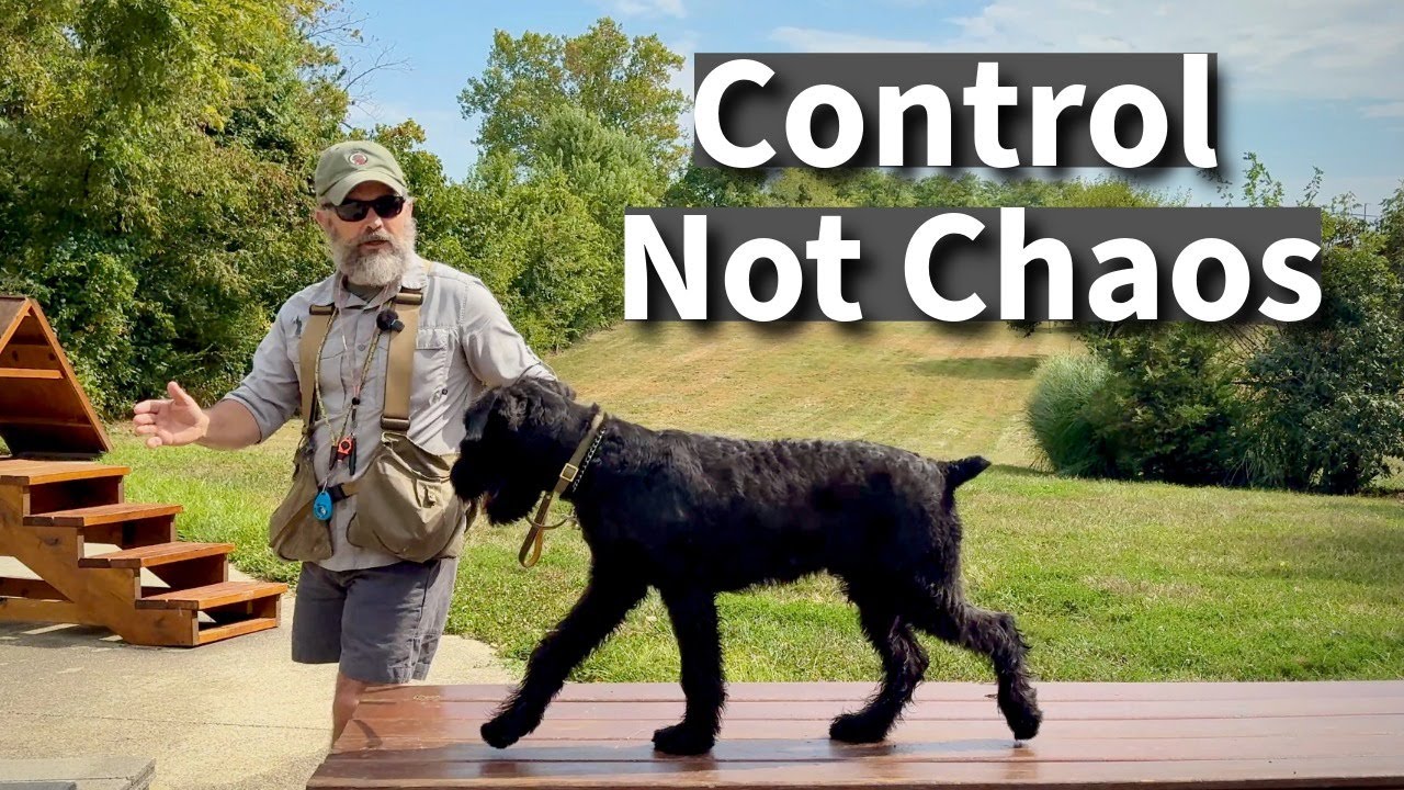 Create a Safe & Reliable Guard Dog with Simple, Traditional, Basic Obedience Training