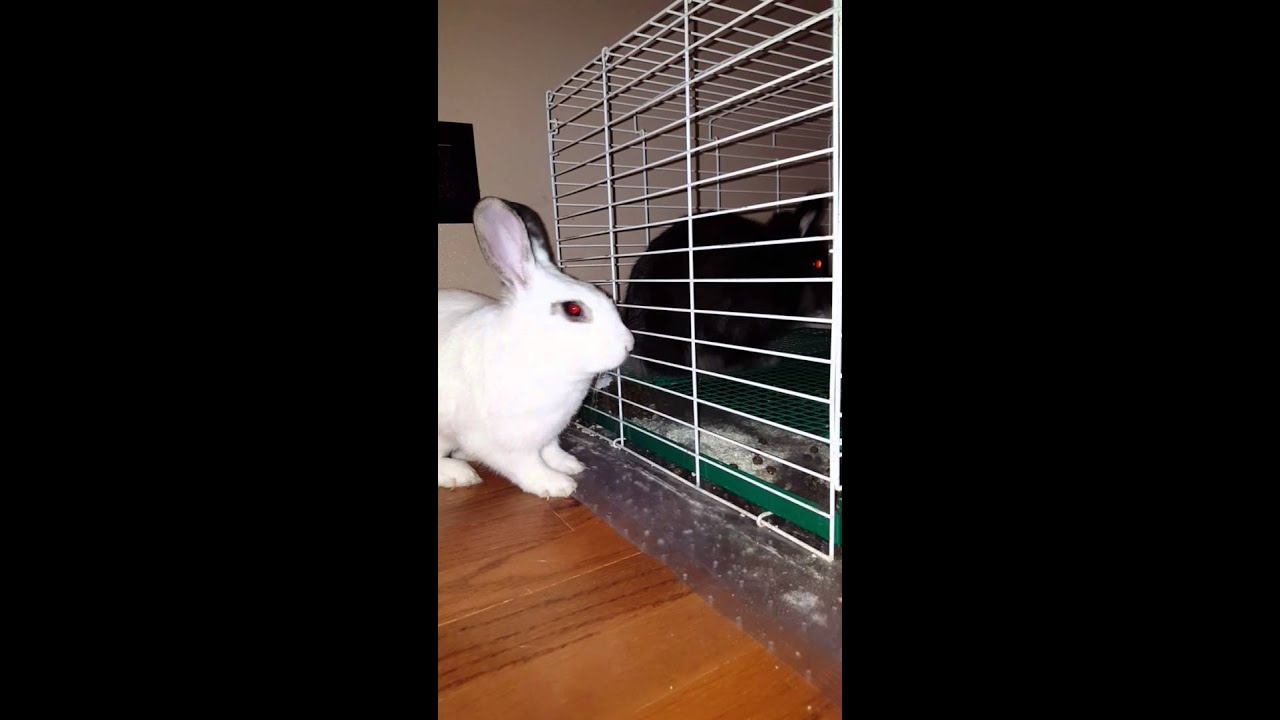 Ella Mae Psycho Boo-nee and Salem