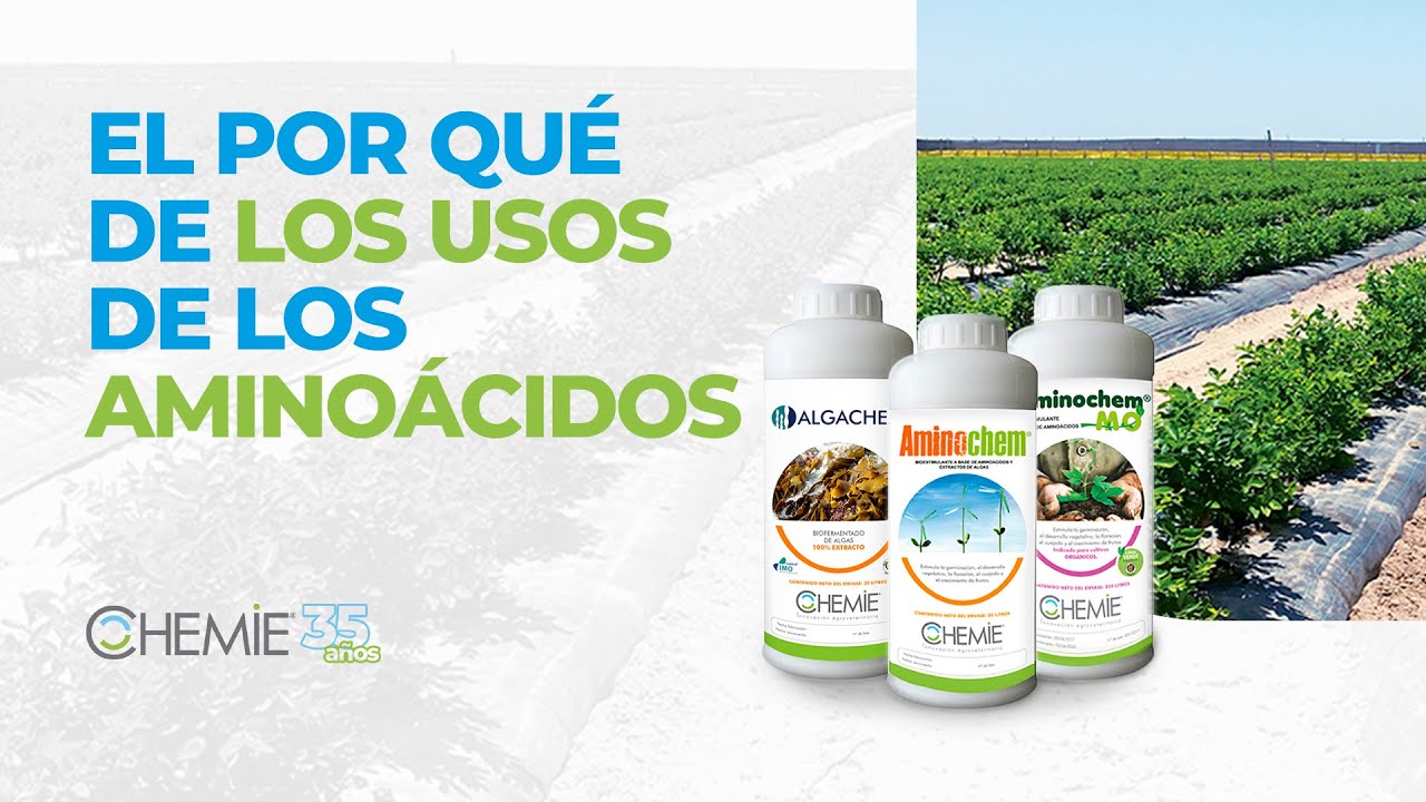 EL PORQUÉ DE LOS USOS DE LOS AMINOÁCIDOS