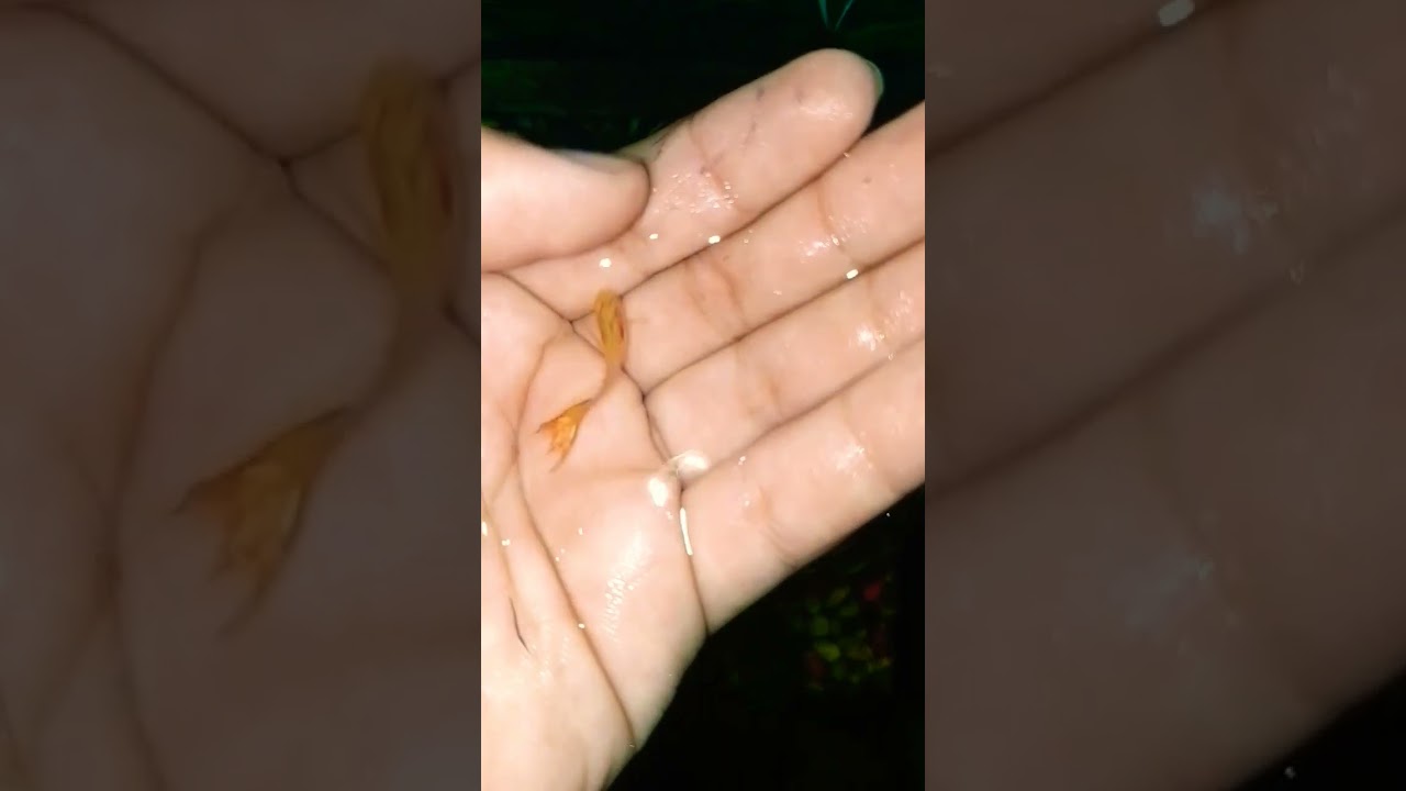 #fish #2shots #shortshorts #aquarium #guppy #minishorts #newshots #fishing #fishaquarium #microshort