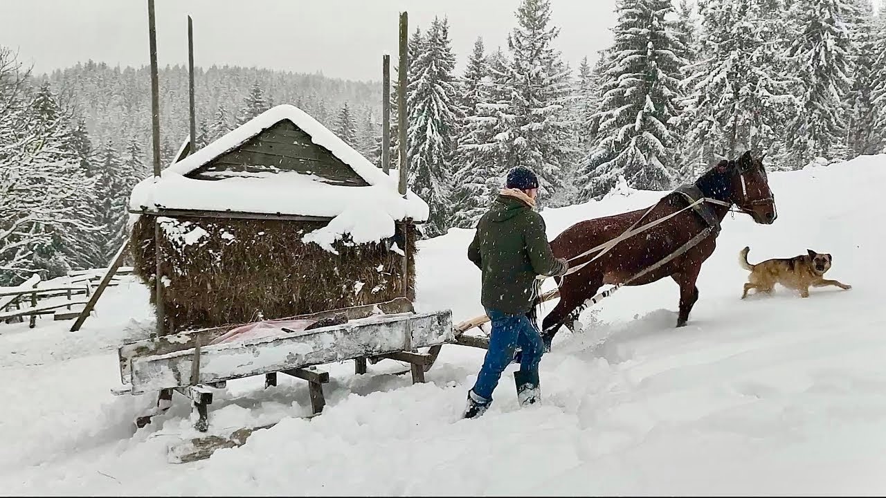 Quiet family life in a mountain village in the winter Carpathians(FULL VIDEO)