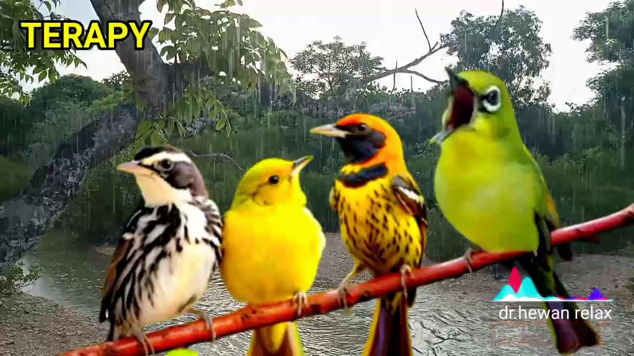 Mental Juara, Pancing Master Kecial Kuning Ciak Ciak Joss,Burung Tambah Gacor,Pancingan Burung