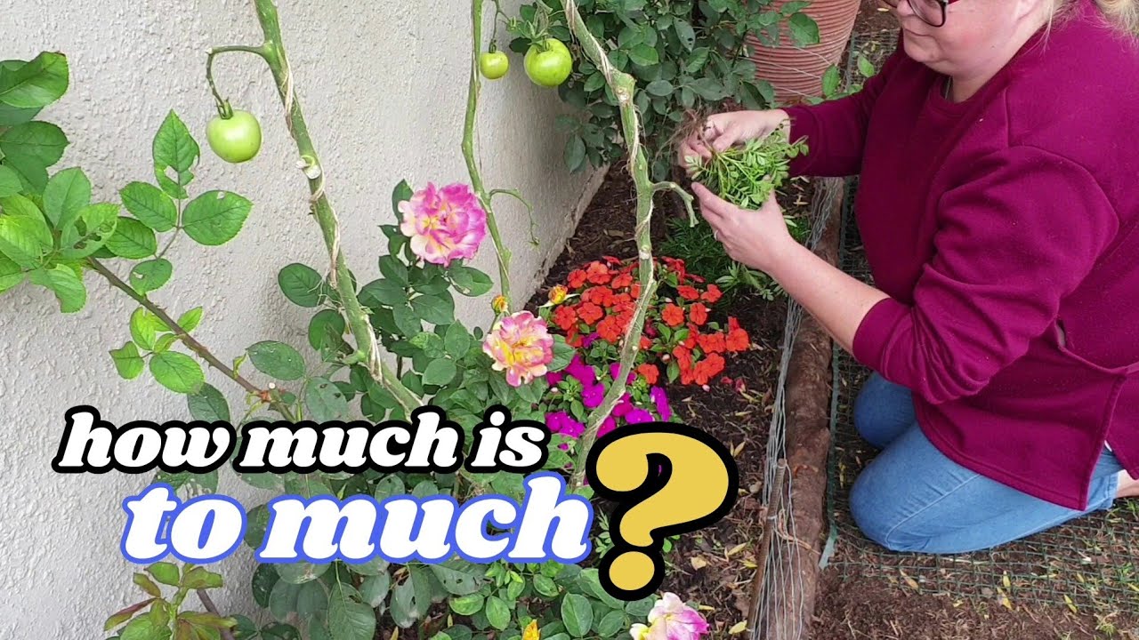 Did I over plant my garden?