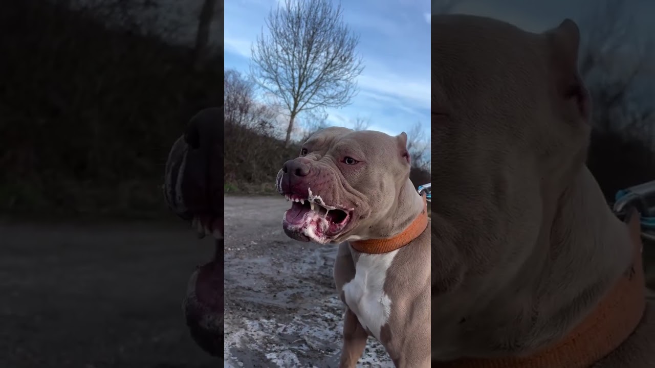 #pitbull #alabai #dogoargentino #aggressive #dogbreed #dogfight #dog #attack #trending #viral